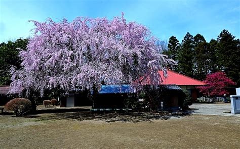 子孫樹|三春滝桜